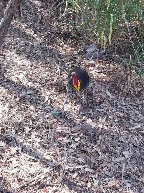 Australian Brushturkey From Chermside Qld Australia On July