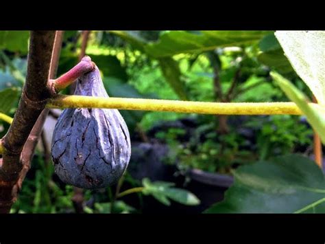 Fig Tree No Fruit Grow Figs Not Leaves The 4 Reasons Why Your Fig Tree Is Not Fruiting