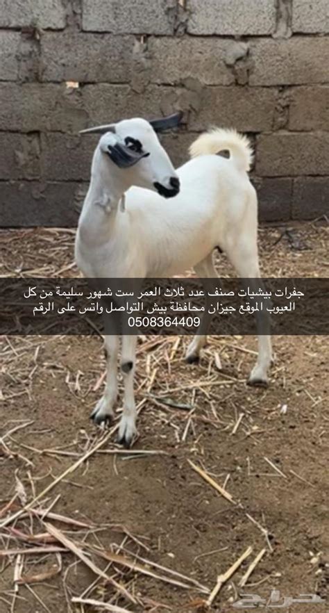 ماعز للبيع