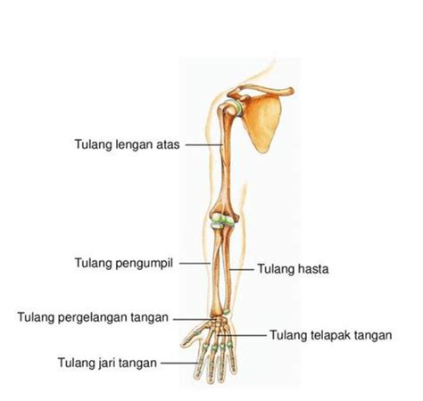 Fungsi Tulang Hasta Tulang Pengumpil Dan Lengan Atas Tarunas