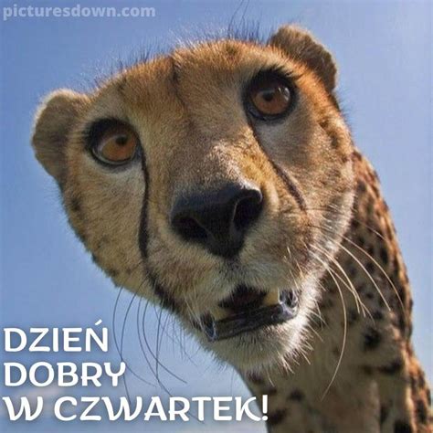 Kartka na czwartek śmieszne gepard picturesdown