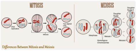 Bio 221 Lab 3 Cell Division And Reproduction Flashcards Quizlet