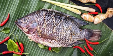 Kandungan Gizi Ikan Nila Ujian