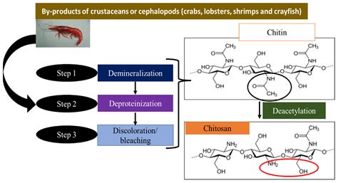 Nanomaterials Free Full Text Chitosan Nanoparticles As Potential