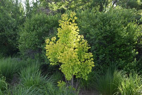 Winecraft Gold Smoketree