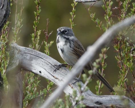 Bell S Sparrow Peterschneekloth Flickr