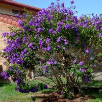 Tibouchina Queensland Gardening Pages Plants Gardens In Brisbane