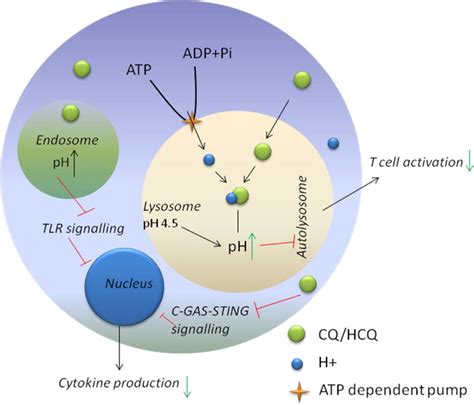 Schematic Diagram Of The Role Of Chloroquine Cq And Download Scientific Diagram