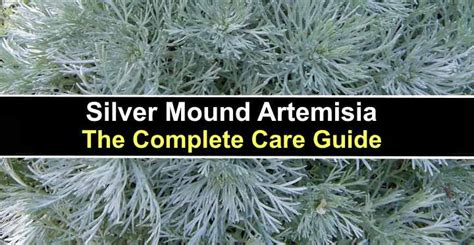 Silver Mound Care How To Grow Silver Mound Artemisia