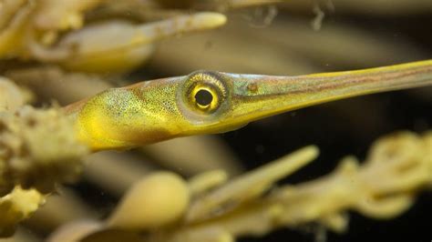 Pipefish | Great Southern Reef