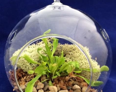 Top 10 Best Carnivorous Plants Terrarium Kit Top Reviews No Place Called Home