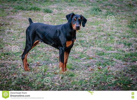 Natural Eared Doberman Puppy Stock Photo Image Of Puppy Natural