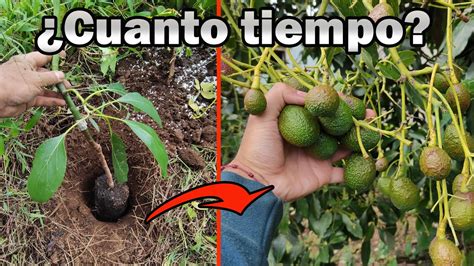 Cuanto demora un árbol de aguacate en dar cosecha TRUCO PARA NO