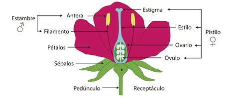 CIENCIAS NATURALES 8 PARTES DE LA PLANTA FLOR