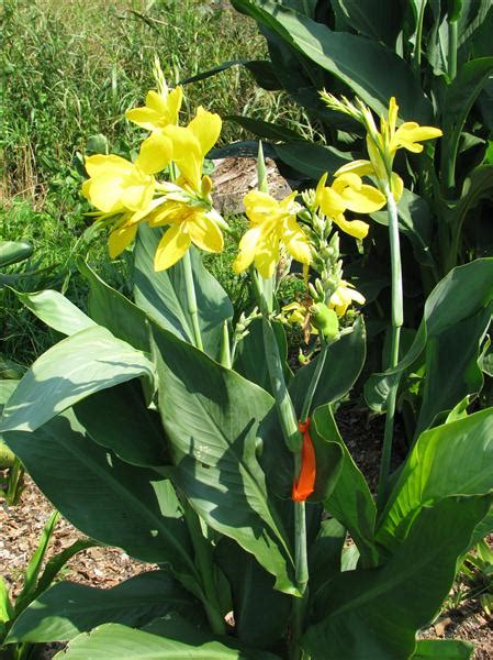 Canna Lemon Punch Pp Brians Botanicals