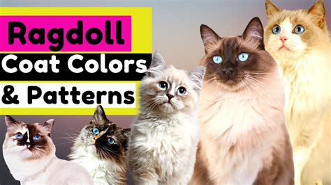 Ragdoll Cat Colors Chart - Infoupdate.org