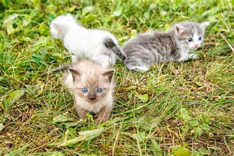 357 Three Kittens Grass Stock Photos Free And Royalty Free Stock Photos