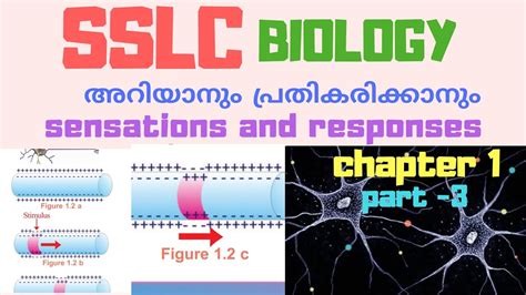 Sslc Biologypart3chapter 1sensations And Responsesഅറിയാനും പ്രതികരികരിക്കാനും Youtube