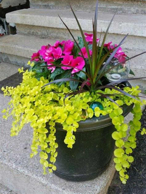 Planter Arrangements Rosestyle