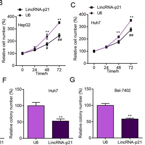 Lincrna P21 Knockdown Facilitates Proliferation And Colony Formation Of Download Scientific