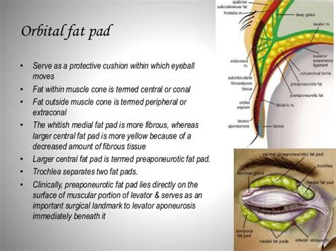 Eye Lid Anatomy