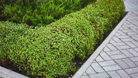 Best Plants for a Small Hedge: The Low-Growing Hedge Guide ...