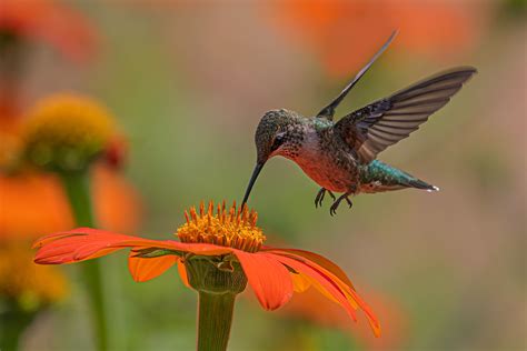 All About Hummingbirds - Bird Buddy Blog