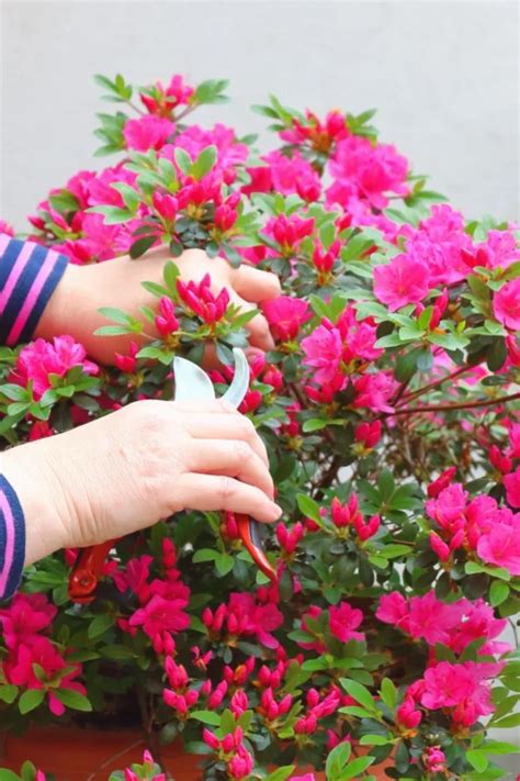 What To Do With Azaleas After They Bloom 4 Secrets To Success