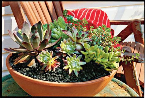 How To Plant Succulents In Containers Southern Living