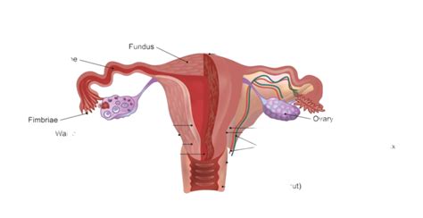 The Female Reproductive System Cervix Terminology Bladder Vector