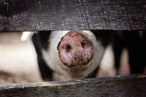 Pig Free Stock Photo Public Domain Pictures