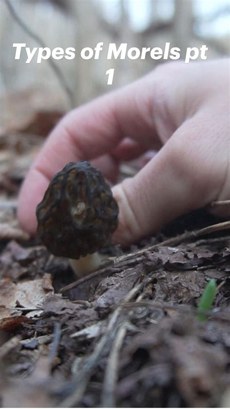 Types Of Morel Mushrooms Pt 1 Foraging Edible Fungi Stuffed