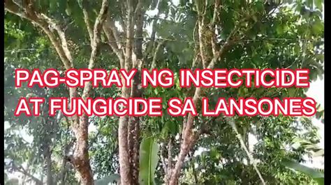 PAG SPRAY NG INSECTICIDE AT FUNGICIDE SA LANSONES BUHAY PROBINSYA YouTube