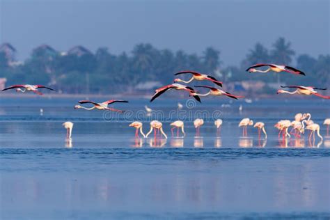 Beautiful Pink Flamingos In Flight Stock Image Image Of Pulicat