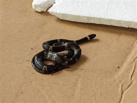 Black Banded Cat Eyed Snake From 969C XCH Provincia De Guanacaste