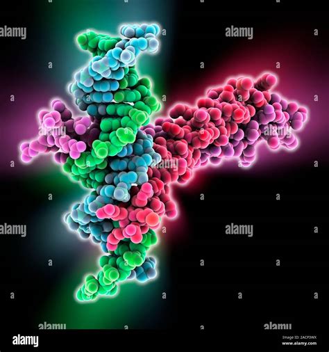 Transcription Factor Complexed With Dna Molecular Model Showing The