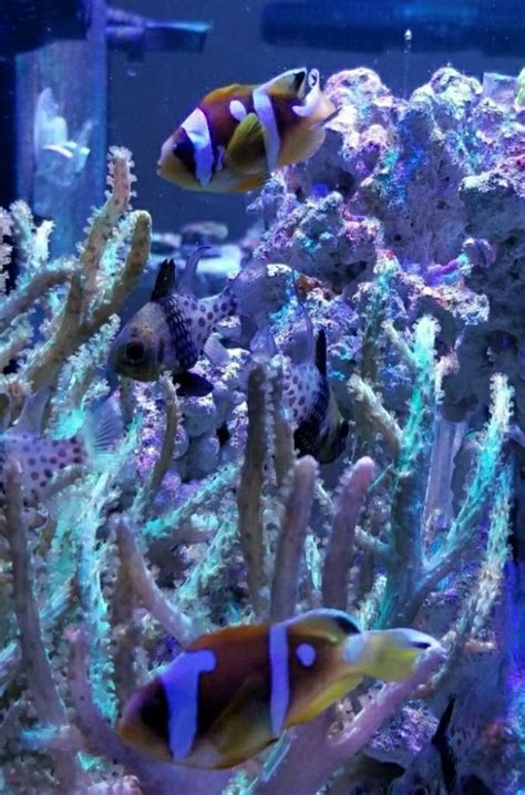 The Most Beautiful Clownfish Ive Ever Seen Page 4 Reef2reef