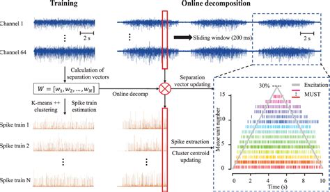 Figure 1 From Adaptive Real Time Identification Of Motor Unit