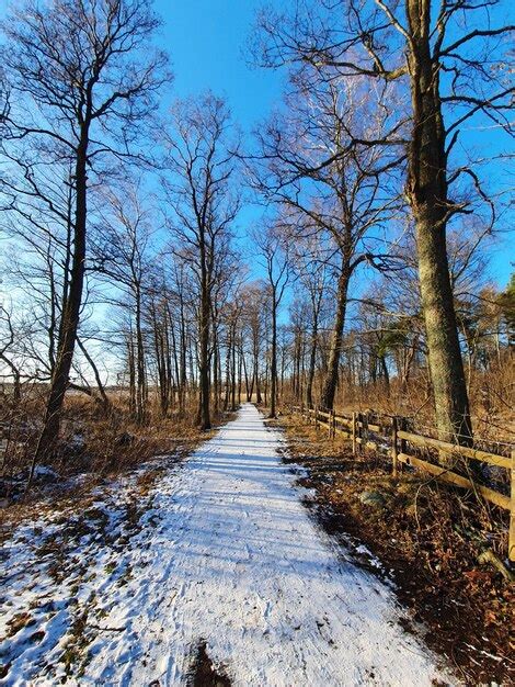 Camino en medio de árboles desnudos durante el invierno Foto Premium