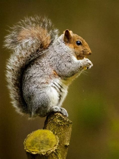 Interesting Facts You Might Not Know About Squirrels News Live