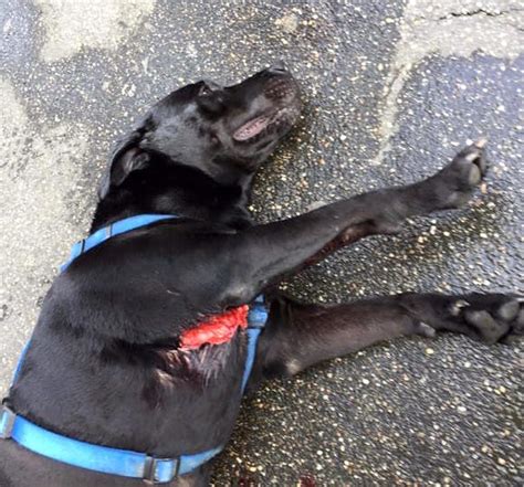 Cane Abbandonato Sul Balcone Si Lancia Nel Vuoto Cade Su Un Auto E Si