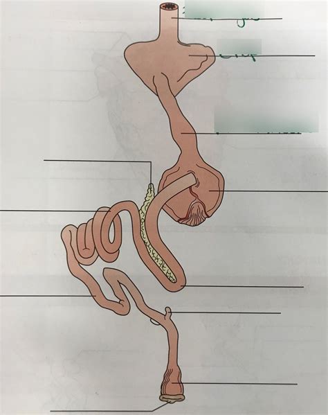 Diagram Of Avian Digestive System Do Chickens Pee