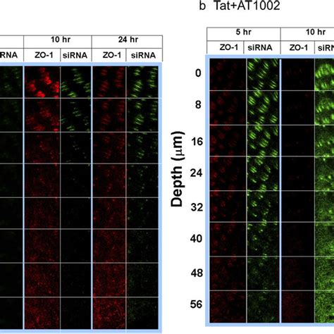 Rela Mrna Expression In Jaws Ii Cells After Transfection Of Sirela The