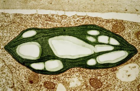 Tem Of A Chloroplast From A Moss Photograph By Dr Jeremy Burgess