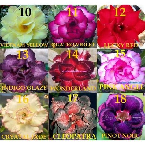 Jual PROMO Paket 9 Tanaman Hias Adenium Bunga Tumpuk Tanaman