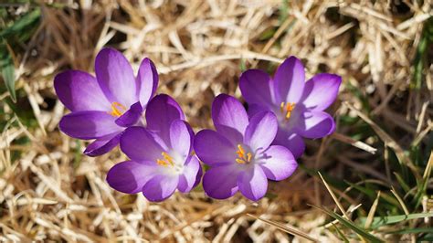 Purple Crocus Photograph By Greg Boutz Fine Art America