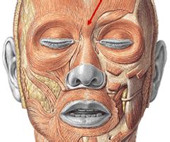 Fichas de aprendizaje Musculos de la expresión facial Quizlet