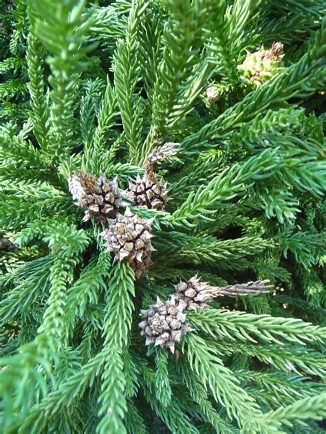 Chamaecyparis Thyoides Rubicon White Cedar Falsecypress Garden