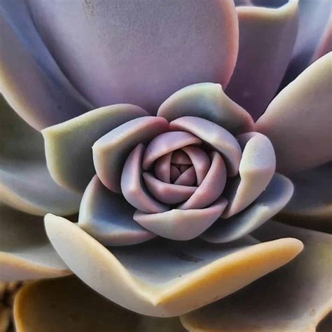 Echeveria Perle Von Nurnberg Care How To Grow Details