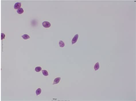 pratical Flashcards | Quizlet